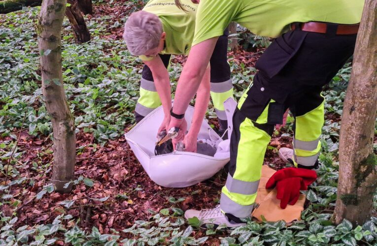 Hulpdiensten redden vastzittende reiger in Enschede